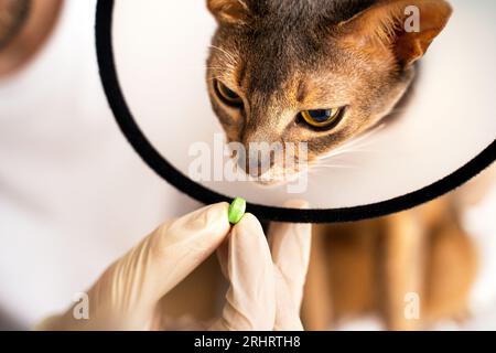 Close Up Abessinier Katze mit elisabethanischem Kragen erhält Pille von seinem fürsorglichen Tierarzt, der weiße medizinische Handschuhe trägt. Medizinische Behandlung sorgen für A Stockfoto