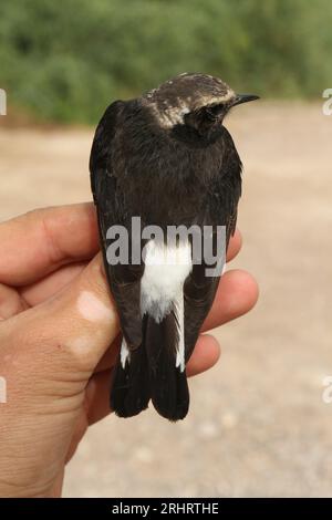 zypernbirne, Zypernbirne (Oenanthe cypriaca), in Gefangenschaft befindliche Zypernbirne, Rückansicht, Israel, Eilat Stockfoto