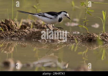 Chinesischer Bachtail, Amur Bachtail, Amur White Bachtail (Motacilla alba leucopsis, Motacilla leucopsis), Spaziergang auf der Uferseite, Seitenansicht, Japan, Stockfoto