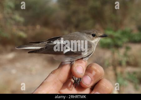 Ficedula semitorquata, Weibchen wird in der Hand gehalten, Israel Stockfoto