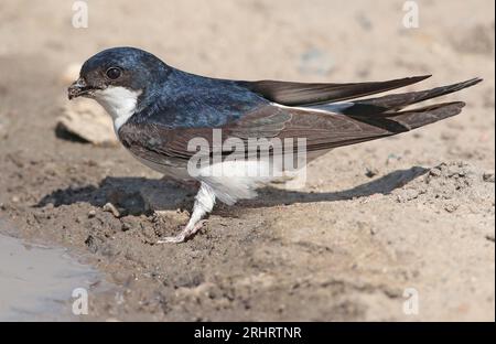 Gemeines Haus martin, westliches Haus martin, nördliches Haus martin (Delichon urbica, Delichon urbicum), das Schlamm für ein Nest an einer Pfütze sammelt, Seite Stockfoto