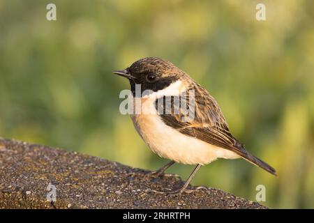 Stejneger's Stonechat, Amur stonechat (Saxicola stejnegeri), an einer Wand, Seitenansicht, Japan, Kyushu Stockfoto