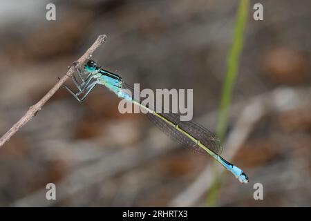 Ischnura, Blauschwanzjungfliege (Ischnura elegans), weiblich an einem Pflanzenstamm, Seitenansicht, Kroatien Stockfoto