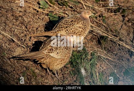 Fasan, Kaukasus Fasan, Kaukasus Fasan (Phasianus colchicus), zwei Fasanenhennen, die zusammen auf dem Boden sitzen, Seitenansicht, Stockfoto