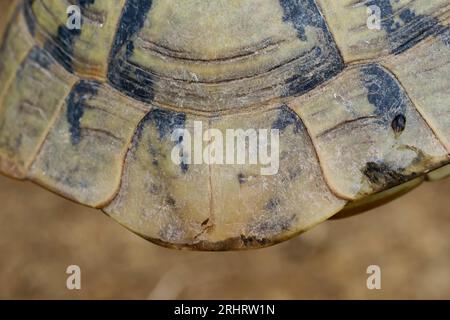 Hermanns-Schildkröte, griechische Schildkröte, Boettgers-Schildkröte (Testudo hermanni boettgeri), Detail einer Schildkrötenschale, Kroatien Stockfoto