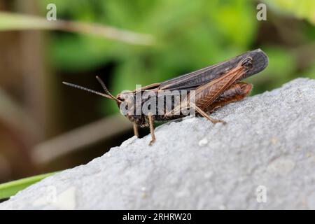 Waldgrasshopper (Omocestus rufipes, Omocestus ventralis), auf einem Stein sitzend, Seitenansicht, Kroatien Stockfoto