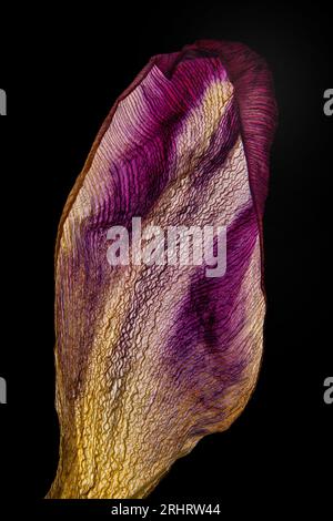 Gartentulpe (Tulipa spec.), trockenes Blütenblatt vor schwarzem Hintergrund Stockfoto