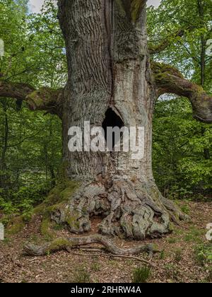 Eiche (Quercus spec.), 400 Jahre alte Schornsteineiche im Sababurger Urwald, Deutschland, Hessen, Reinhardswald Stockfoto