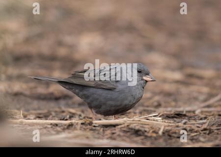 Japanische Graubunte (Emberiza variabilis), Nahrung auf dem Boden, Seitenansicht, Japan, Tochigi, Nasu Stockfoto