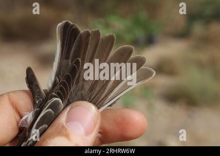 Ficedula semitorquata (Ficedula semitorquata), Schwanzfedern eines gefangenen Weibchens, Israel Stockfoto