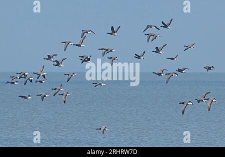 brentgans, brantgans (Branta bernicla), Truppe im Flug über dem wattenmeer, Seitenansicht, Niederlande, Nordniederländer, Wieringen Stockfoto