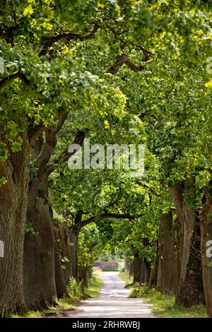 Eiche (Quercus spec.), Allee mit alten Eichen, Deutschland, Hessen, Reinhardswald, Hofgeismar Stockfoto