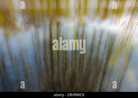 weidenzweige spiegelten sich in einem Teich, Deutschland, Niedersachsen, Braunschweig Stockfoto