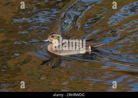 baikal-Türkis (Anas formosa, Nettion formosum, Sibirionetta formosa), schwimmdrache, Seitenansicht, Japan Stockfoto