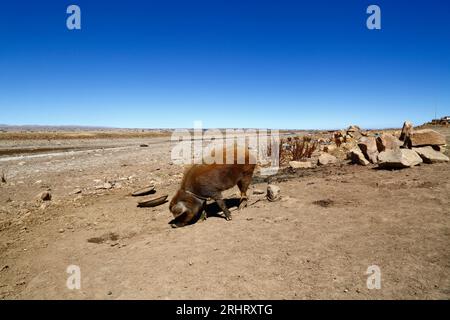 Titicacasee, BOLIVIEN; 18. August 2023: Ein gefesseltes Schwein sucht am ausgetrockneten Ufer der Cohana Bay am inneren See / Huiñay Marka (der kleinere Teil des Titicacasees) in der Nähe des Dorfes Cohana (im Hintergrund) nach Nahrung. Die Wasserstände im Titicacasee nähern sich dem Rekordtief von 1996, dem niedrigsten seit der Aufnahme von Aufzeichnungen durch den bolivianischen Wetterdienst (Senhami) im Jahr 1974. Viele geben dem Klimawandel die Schuld; die letzten Jahre waren trockener als normal, und El Niño verstärkt sich derzeit im Pazifischen Ozean vor Südamerika. Stockfoto