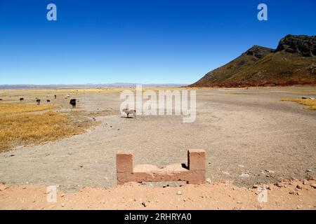 Titicacasee, BOLIVIEN; 18. August 2023: Totes Tortoraböhr und Weidevieh in der vertrockneten Cohana-Bucht des Inner Lake (der kleinere Teil des Titicacasees) bei Cumana (rechts außer Schuss, auf einer Insel). Die Straße auf dem Damm im Vordergrund ist etwa 1 km lang und verbindet die Insel mit dem Festland. Bei normalen Niveaus ist der Blick auf Wasser und Totora Schilf, in nassen Regenzeit kann die Straße unter Wasser sein. Die Wasserstände im Titicacasee nähern sich dem Rekordtief von 1996, dem niedrigsten seit der Aufnahme von Aufzeichnungen durch den bolivianischen Wetterdienst (Senhami) im Jahr 1974. Stockfoto