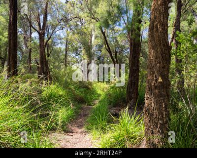 Bibbulmun Track mit Waugal-Markierung in der Nähe des Frankland River, Walpole-Nornalup National Park, Western Australia, Australien Stockfoto