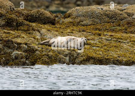 Hafenrobben an der Küste des Clayaquot Sound an der Westküste von Vancouver Island in Kanada. Seehunde rasten am Ufer des Clayaquot klingt an Stockfoto