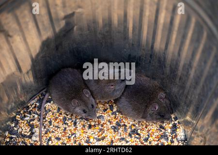 Australian Bush Rats (Australian Bush Rats) – australisches Ureinwohner-Tier in einem Dosenbehälter. Nahaufnahme. Stockfoto