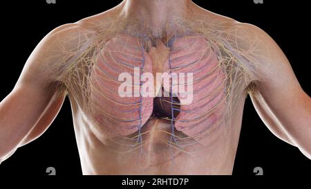 Innere Organe, Illustration Stockfoto