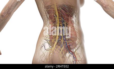 Abdominale Anatomie, Illustration Stockfoto