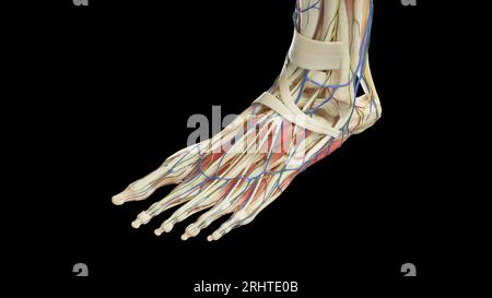 Anatomie des linken Fußes, Illustration Stockfoto