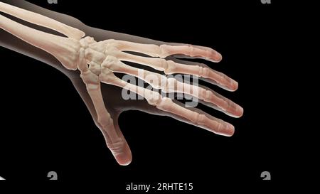 Knochen der linken Hand, Abbildung Stockfoto