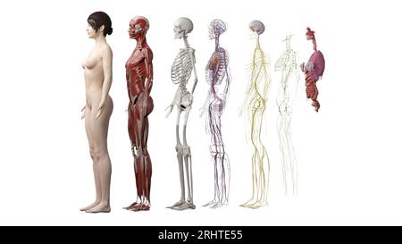 Menschliche Anatomiesysteme, Illustration Stockfoto