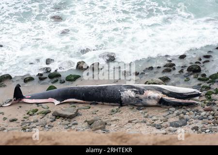 Die Küste Perus mit den Buchten der Wale. Punta Hermosa Strand. Lima Stockfoto