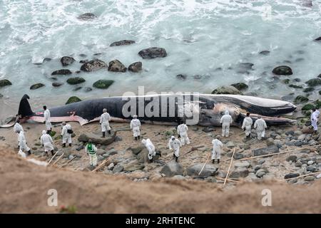 Die Küste Perus mit den Buchten der Wale. Punta Hermosa Strand. Lima Stockfoto