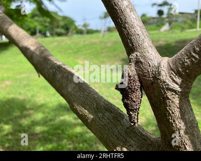 Eine Nahaufnahme einer Psychidae, die an einem Gartenbaum hängt. Stockfoto