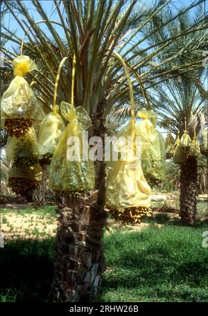 Reifezeitpakete mit Plastiktüten zum Schutz von Vögeln, Douz, Tunesien Stockfoto