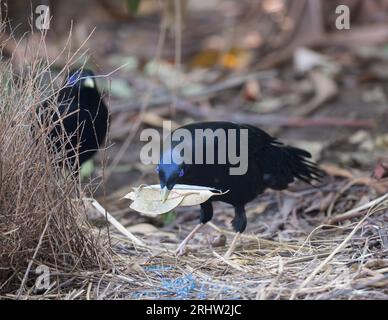 Männlicher Satinbowerbird vor der Schleife, mit einem weiteren männlichen Bowerird, hält eine getrocknete Blattsammlung im Schnabel als Teil seiner Ausstellung. Stockfoto