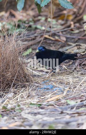 Männlicher Satin Bowerbird, ein anspruchsvoller Sammler von Objekten, bewertet seinen Bower kritisch mit der Ansicht, einige Änderungen vorzunehmen. Stockfoto