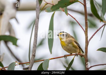 S einzeln gestreifter Pardalote sitzt kurzzeitig auf einem Eukalyptusbaum, bevor er auf der Suche nach Nahrung zu einem anderen Ort abfährt. Stockfoto