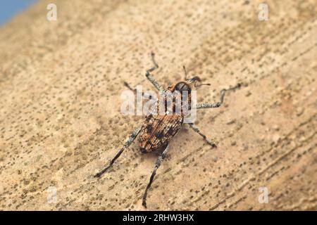 Braune Käfer ruhen auf getrocknetem Bambus, Java, Indonesien. Mecopus sp. Stockfoto