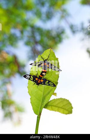 Paar Schmetterlinge mit klarem Flügel, die sich auf dem grünen Blatt paaren Stockfoto