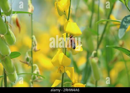 Nahaufnahme einer Honigbiene, die Nektar aus blühendem Sunn Hanf sammelt Stockfoto