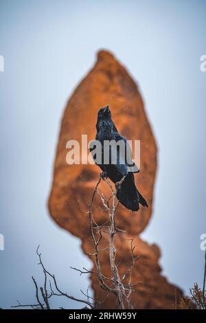 raven auf Zweigen vor ausgeglichenem Fels im Arches Nationalpark utah Stockfoto