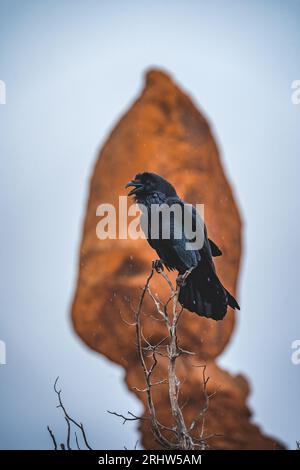 raven auf Zweigen mit ausgeglichenem Fels im Hintergrund im Arches Nationalpark utah Stockfoto