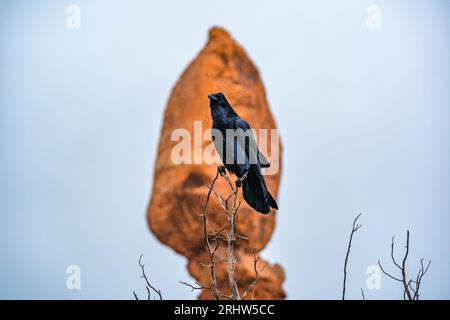 Krähen Sie auf Zweigen mit ausgeglichenem Fels im Arches Nationalpark utah Stockfoto