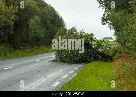 Bantry, West Cork Ireland, Samstag, 19. August 2023; der Sturm Betty traf gestern Abend auf Land und brachte Donner und Blitze sowie schwere Regenfälle und einige Überschwemmungen. In Colomane, etwas außerhalb von Bantry, wurde ein Baum geschlagen, der eine Verkehrsspur blockierte, die überqueren musste, um sich zu bewegen. Credit; ED/Alamy Live News Stockfoto