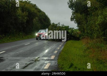 Bantry, West Cork Ireland, Samstag, 19. August 2023; der Sturm Betty traf gestern Abend auf Land und brachte Donner und Blitze sowie schwere Regenfälle und einige Überschwemmungen. In Colomane, etwas außerhalb von Bantry, wurde ein Baum geschlagen, der eine Verkehrsspur blockierte, die überqueren musste, um sich zu bewegen. Credit; ED/Alamy Live News Stockfoto