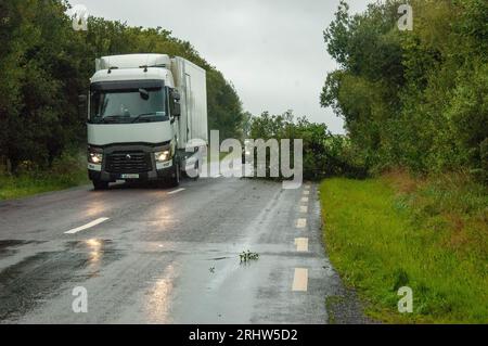 Bantry, West Cork Ireland, Samstag, 19. August 2023; der Sturm Betty traf gestern Abend auf Land und brachte Donner und Blitze sowie schwere Regenfälle und einige Überschwemmungen. In Colomane, etwas außerhalb von Bantry, wurde ein Baum geschlagen, der eine Verkehrsspur blockierte, die überqueren musste, um sich zu bewegen. Credit; ED/Alamy Live News Stockfoto
