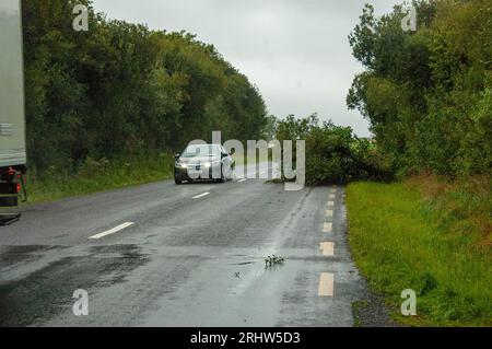 Bantry, West Cork Ireland, Samstag, 19. August 2023; der Sturm Betty traf gestern Abend auf Land und brachte Donner und Blitze sowie schwere Regenfälle und einige Überschwemmungen. In Colomane, etwas außerhalb von Bantry, wurde ein Baum geschlagen, der eine Verkehrsspur blockierte, die überqueren musste, um sich zu bewegen. Credit; ED/Alamy Live News Stockfoto