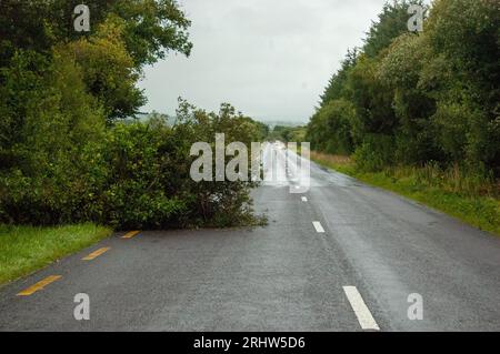 Bantry, West Cork Ireland, Samstag, 19. August 2023; der Sturm Betty traf gestern Abend auf Land und brachte Donner und Blitze sowie schwere Regenfälle und einige Überschwemmungen. In Colomane, etwas außerhalb von Bantry, wurde ein Baum geschlagen, der eine Verkehrsspur blockierte, die überqueren musste, um sich zu bewegen. Credit; ED/Alamy Live News Stockfoto