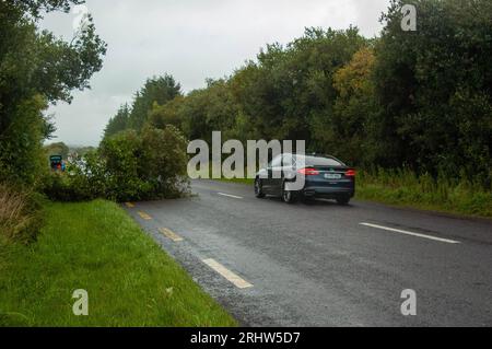 Bantry, West Cork Ireland, Samstag, 19. August 2023; der Sturm Betty traf gestern Abend auf Land und brachte Donner und Blitze sowie schwere Regenfälle und einige Überschwemmungen. In Colomane, etwas außerhalb von Bantry, wurde ein Baum geschlagen, der eine Verkehrsspur blockierte, die überqueren musste, um sich zu bewegen. Credit; ED/Alamy Live News Stockfoto