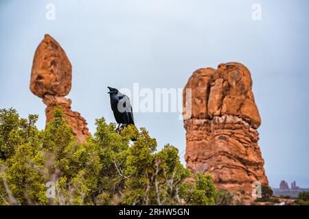 Wildtiere sitzen auf Ästen am Balanced Rock im Arches Nationalpark utah Stockfoto