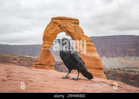 Krähen Sie vor einem zarten Bogen in Arches Nationalpark in utah usa Stockfoto