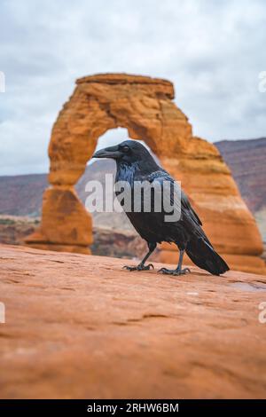 raven am Delicate Arch in Arches Nationalpark in utah, usa Stockfoto